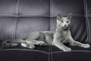 русская голубая кошка цена, кошка русская голубая фото цена, русская голубая цена, кот русская голубая цена, русская голубая цена котенка, порода кошек русская голубая цена, русский голубой кот википедия цена, русская голубая кошка цена москва, русская голубая кошка цена украина, русская голубая кошка цена, порода кошек русская голубая фото цена, русская голубая кошка сызрань цена, русская голубая кошка родословная цена, русская голубая кошка цена харьков, русская голубая кошка цена купить, русская голубая цена, русская голубая фото цена, порода русская голубая цена, русская голубая цена украина, стоимость русской голубой кошки, стоимость русской голубой, русская голубая кошка фото стоимость