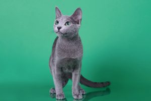 Русская голубая кошка Osa