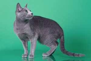 Русская голубая кошка Osa