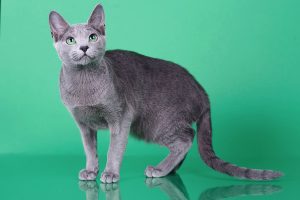 Русская голубая кошка Osa