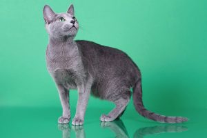 Русская голубая кошка Osa