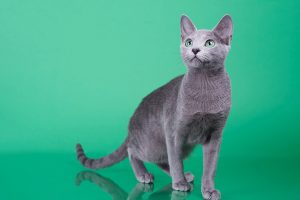 Русская голубая кошка Osa