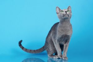 Русская голубая кошка Osa