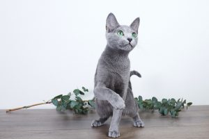 Русская голубая кошка Osa