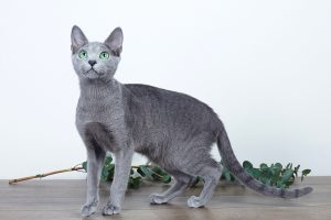 Русская голубая кошка Osa