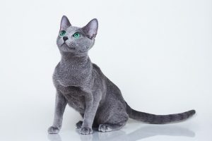 Русская голубая кошка Fccjkm
