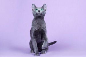 Русская голубая кошка Fccjkm