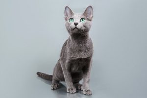 Русская голубая кошка Fccjkm