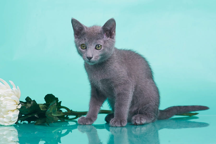 Русские голубые котята, Русские голубые котята продажа