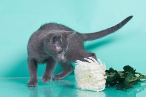 Русские голубые котята, Русские голубые котята продажа