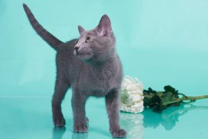 Русские голубые котята, Русские голубые котята продажа