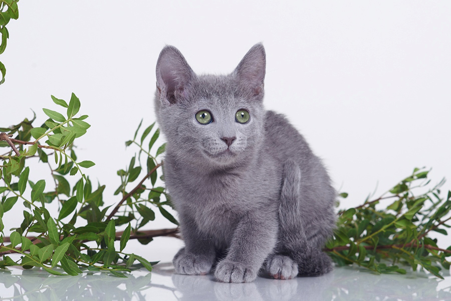 Русские голубые котята, Русские голубые котята продажа
