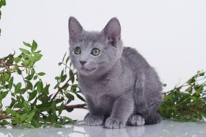 Русские голубые котята, Русские голубые котята продажа