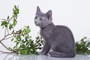 Русские голубые котята, Русские голубые котята продажа
