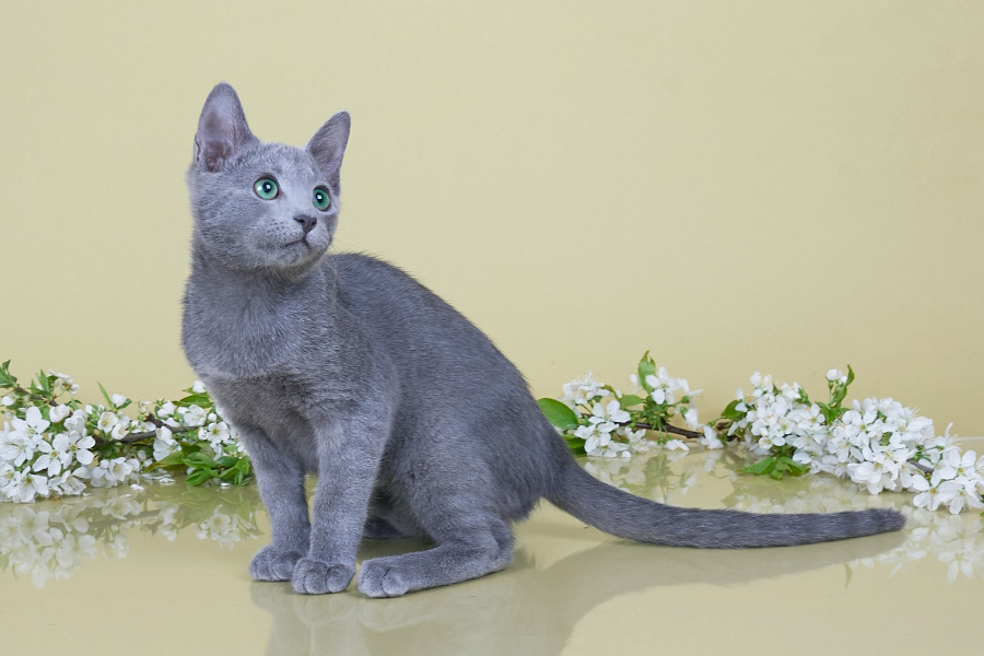 Русские голубые котята купить в Минске с доставкой, Русские голубые котята продажа из питомника