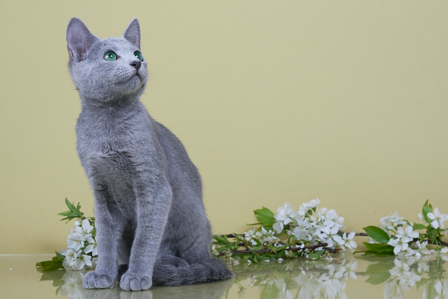 Русские голубые котята купить в Минске с доставкой, Русские голубые котята продажа из питомника